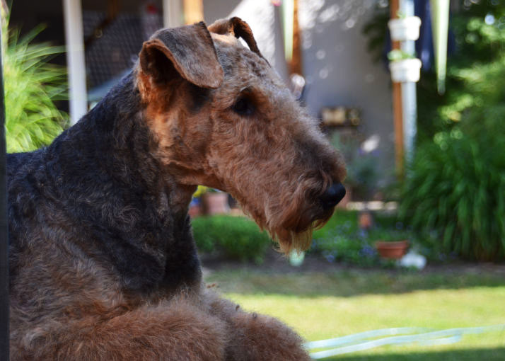 Airedale Terrier Bente Bo von Pederstrup